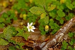 Hvid anemone i skovbund
