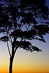 Træ ved solnedgang