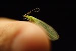 Grønt insekt på finger