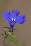 Blå blomst