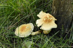 Gule svampe på træpæl