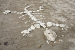 Stenskelet på stranden