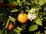 Appelsintræ i blomst